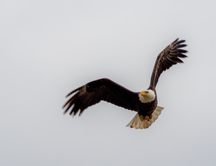 Bald Eagle