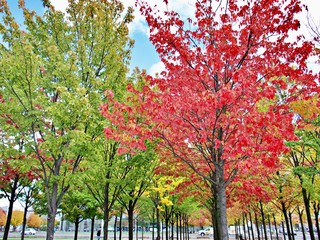 Naklejka premium Bäume im Herbst