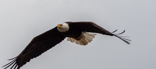 Bald Eagle