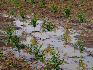 Flooded orchard and excess water after rain and thunder. Garden lands affected by summer downpour...