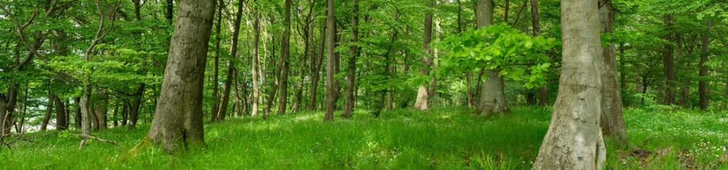 Fototapeta premium Waldpanorama im Frühling 
