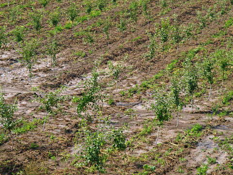 Flooded orchard and excess water after rain and thunder. Garden lands affected by summer downpour and squall. Shallow flood in agriculture