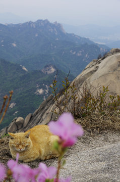 Katze im Bukhansan Nationalpark S&uuml;dkorea