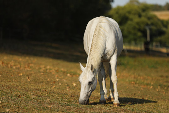 The Lipizzan, or Lipizzaner is a breed of horse originating in Lipica in Slovenia. Mare on meadow in late summer day.