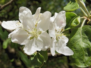 apple trees blossoming at spring in orchard