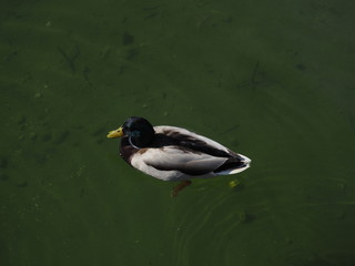patos en su habitat natural