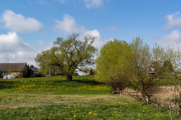 Wiosenne Podlasie. Wiosna w Dolinie Narwi. Podlaskie wierzby, Polska