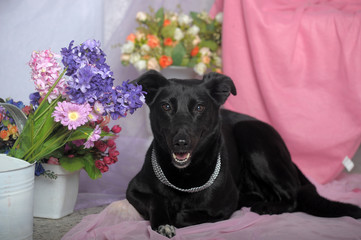 happy black dog house cur on the background of flowers