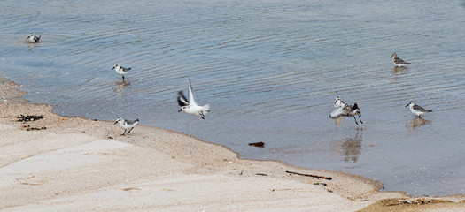 Pipin plovers on the coastline