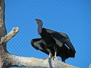 California Condor is the largest North American land bird