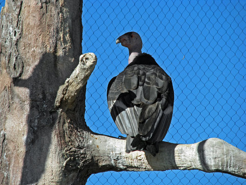 California Condor is the largest North American land bird