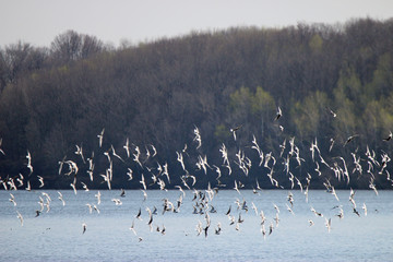 Bonaparte Gulls Migrating to Canada