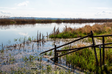 Wiosenne Podlasie. Wiosna w Dolinie Narwi. Podlaskie wierzby, Polska