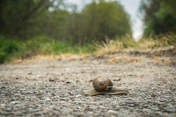 snail on the road