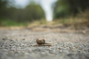 snail crossing a road