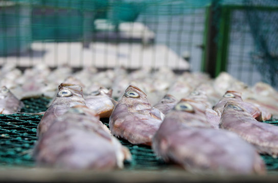 Getrockneter Fisch