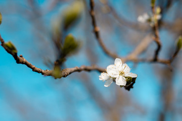 spring blossom of plum tree