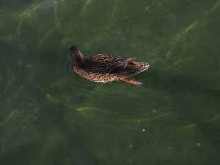 patos en su habitat natural