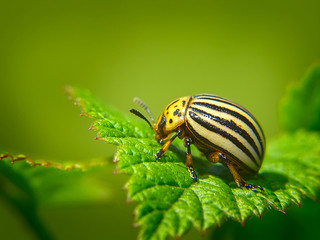 Colorado potato beetle eats potato leaf. Macro shooting. Soft focus. Green background. Photographed in Ukraine, Kiev region.