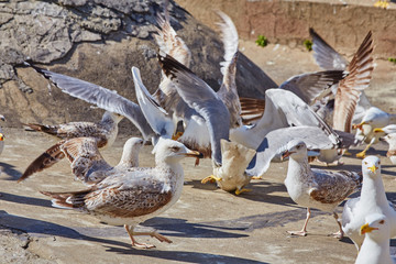 View of the Bosphorus Bay from the roof. Red roofs of Istanbul. Gulls fly to Istanbul, Turkey.