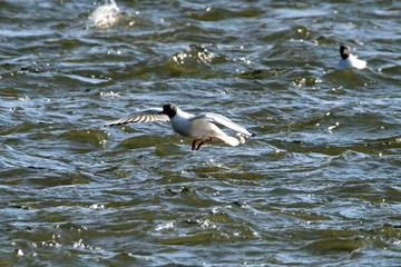 Bonaparte Gull Migrating to Canada