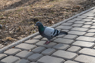 Pigeon on the pedestrian sidewalk made of pavers.