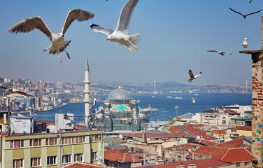 View of the Bosphorus Bay from the roof. Red roofs of Istanbul. Gulls fly to Istanbul, Turkey.