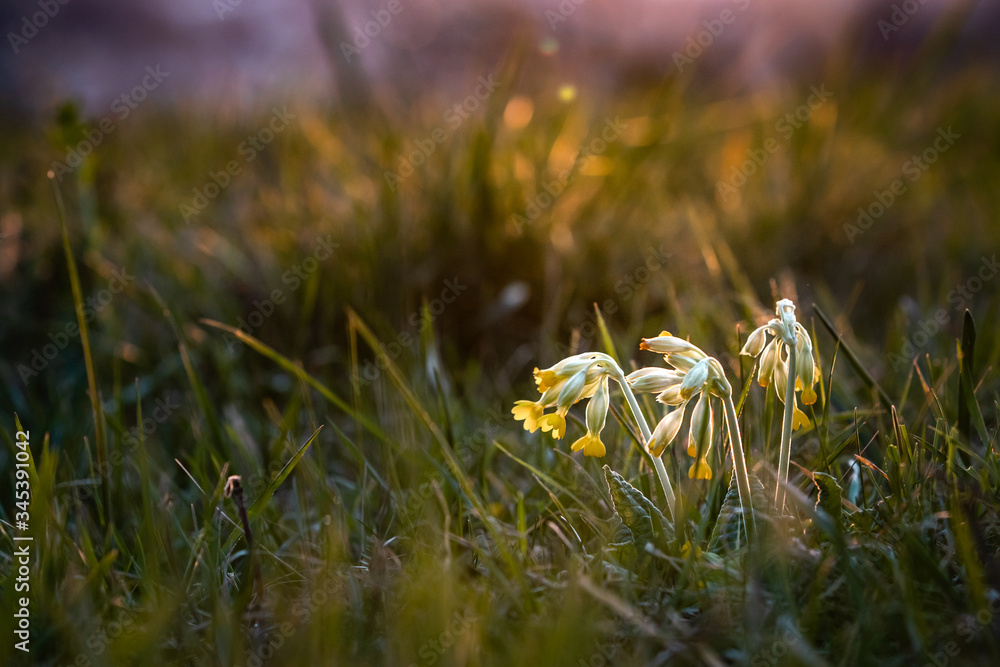 Canvas Prints primula