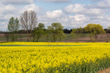 Wiosenne Podlasie. Wiosna w Dolinie Narwi. Podlaskie wierzby, Polska