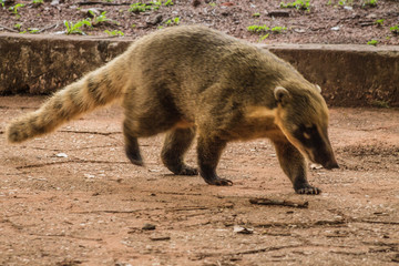 Close-up of a South American coati (Nasua nasua) in its natural habitat, showcasing its distinct features and behavior in the wild.