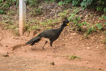 Close-up of a Bare-faced Curassow (Crax fasciolata), a large bird species native to South America, perched in its natural habitat