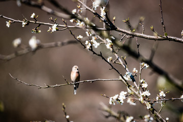 bird on branch