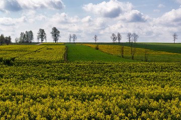 Wiosenne Podlasie. Wiosna w Dolinie Narwi. Podlaskie wierzby, Polska
