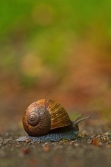 Edible snail on a rainy evening, Helix pomatia