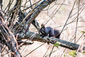 squirrel on a tree
