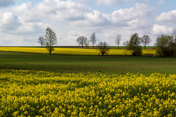 Obraz premium Wiosenne Podlasie. Wiosna w Dolinie Narwi. Podlaskie wierzby, Polska