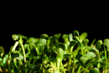 Close-up fresh micro green sprouts isolated on black background, with copyspace for text