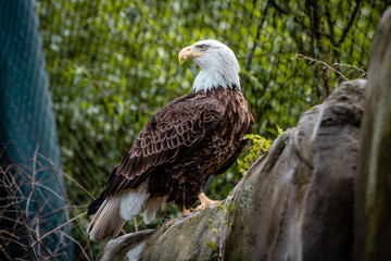 Bald eagle