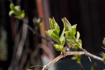 green flowering leaf. Swollen spring buds of the shrub.