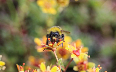 Bombus cryptarum, also know as the cryptic bumblebee