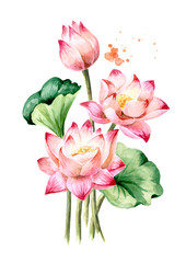 Bouquet of beautiful  pink Lotus flowers with green leaves. Hand drawn botanical watercolor illustration isolated on white background