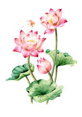Bouquet of beautiful  pink Lotus flowers with green leaves. Hand drawn botanical watercolor illustration, isolated on white background