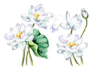 Bouquet of beautiful  white Lotus flowers set. Hand drawn botanical watercolor illustration isolated on white background