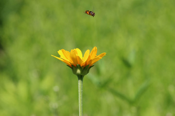 Yellow Flower with hovering Bee