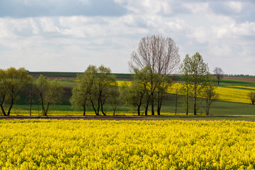 Wiosenne Podlasie. Wiosna w Dolinie Narwi. Podlaskie wierzby, Polska © podlaski49