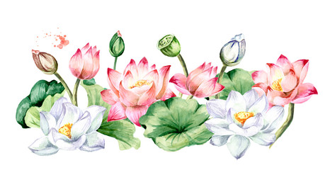 Lotus flowers with green leaves. Hand drawn botanical watercolor illustration isolated on white background