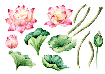 Pink Lotus flowers and green leaves set. Hand drawn botanical watercolor illustration isolated on white background