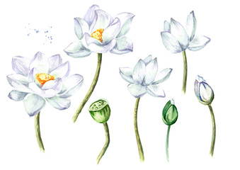 Fototapeta na wymiar White Lotus flowers set. Hand drawn botanical watercolor illustration isolated on white background