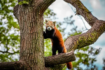 Gardinen Panda roter Panda  © fanynka_u