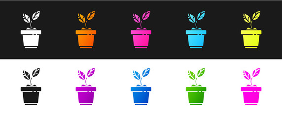 Set Plant in pot icon isolated on black and white background. Plant growing in a pot. Potted plant sign.  Vector Illustration